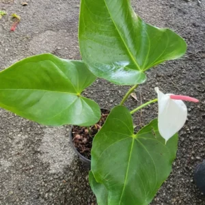 Anthurium Live Plant - White Flowers - 4