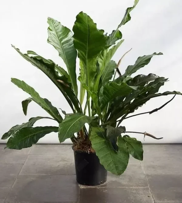 Anthurium Water Dragon Starter Plant - 10 to 12" Tall, 4" Pot