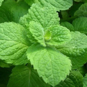 Apple Mint Herb Plant - 6" Height - Fragrant & Easy to Grow