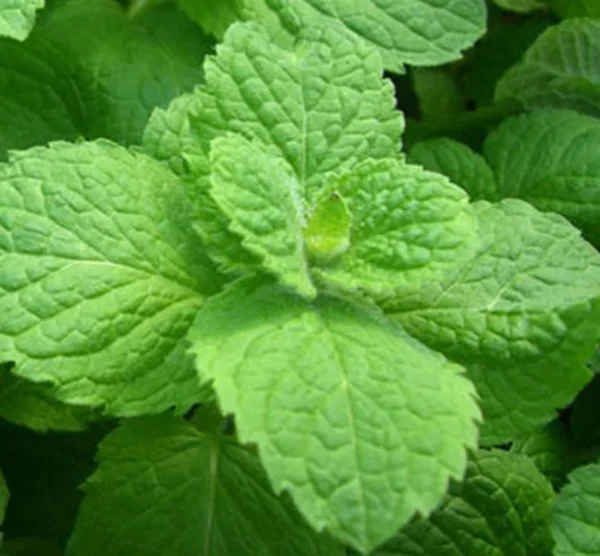 Apple Mint Herb Plant - 6" Height - Fragrant & Easy to Grow