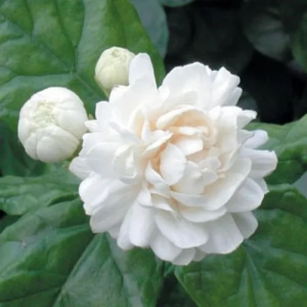 Arabian Jasmine Plant - 12" Height - Fragrant White Flowers