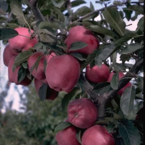 Arkansas Black Apple Fruit Tree Gall-Pot 3 Ft Tall | Dormant Apple Tree Variety