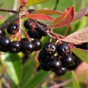 Aronia Prunifolia Aron - Edible Shrub Starter Plant - 7-9 Inches