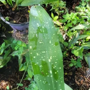 Aspidistra Milky Way Cast Iron Plant - 4'' Pot - Indoor/Outdoor