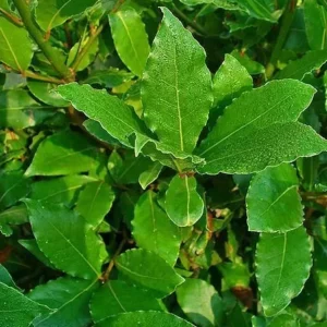 Bay Leaf Tree - Bay Leaf Tree Live Plant - Laurus Nobilis - 6-inch Live Plant - Evergreen Herb