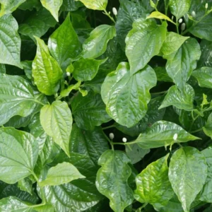 Betel Leaf Plants - 5 Piper Lalot Lolot Plants 8-12 Inch Tall - Piper Sarmentosum Plants