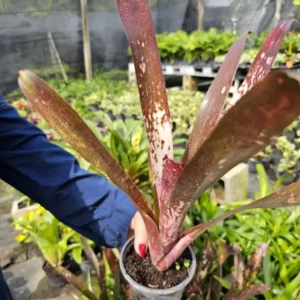 Billbergia Hallelujah Bromeliad - 12-18