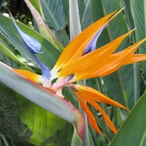 Bird of Paradise Strelitzia Reginae 6 Inches Orange Green Tropical Plant