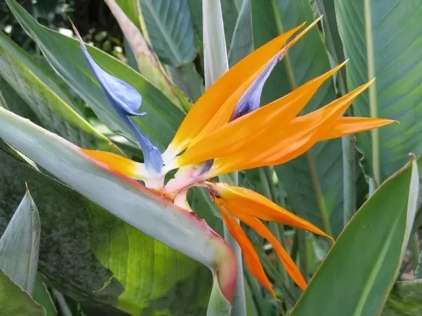 Bird of Paradise Strelitzia Reginae 6 Inches Orange Green Tropical Plant