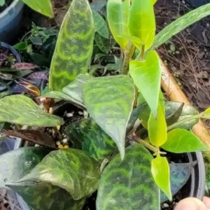 Black Pagoda Aeschynanthus Longicaulis Zebra Vine Lipstick Plant - 6