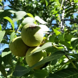 Black Walnut Tree 2 Bare-root | Hardy Nut Tree, Edible Nuts, Juglans Nigra