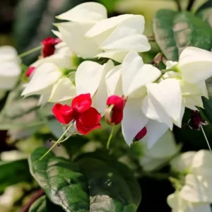 Bleeding Heart Vine Plant - Live Clerodendrum Bleeding Hearts Plant - White Red Flower Plant 4-10 Inch - Clerodendrum Thomsoniae -Perennial