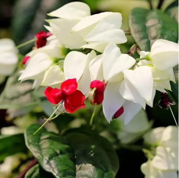 Bleeding Heart Vine Plant - Live Clerodendrum Bleeding Hearts Plant - White Red Flower Plant 4-10 Inch - Clerodendrum Thomsoniae -Perennial