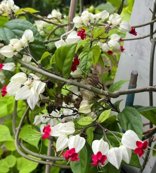 Bleeding Heart Vine Plant - Live Clerodendrum Bleeding Hearts Plant - White Red Flower Plant 4-10 Inch - Clerodendrum Thomsoniae -Perennial