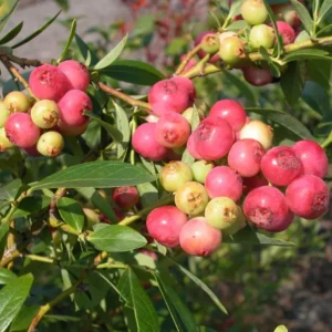 Blueberry Bush 7-10" Pink Lemonade Vaccinium Rabbiteye Edible Plant