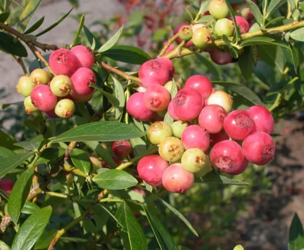 Blueberry Bush 7-10" Pink Lemonade Vaccinium Rabbiteye Edible Plant