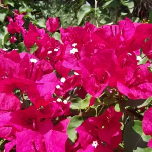 Bougainvillea Plants - Bougainvillea Plant Live - Barbara Karst - Red Flowering Vine