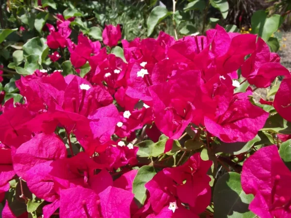 Bougainvillea Plants - Bougainvillea Plant Live - Barbara Karst - Red Flowering Vine