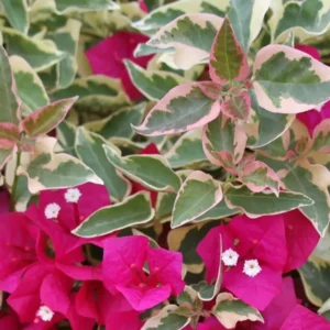 Bougainvillea Raspberry Ice Climbing Vine Red Magenta Variegated Flowers