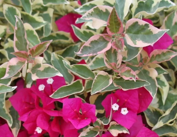 Bougainvillea Raspberry Ice Climbing Vine Red Magenta Variegated Flowers