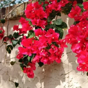 Bougainvillea San Diego Red Climbing Flowering Plant 6 Inches Red