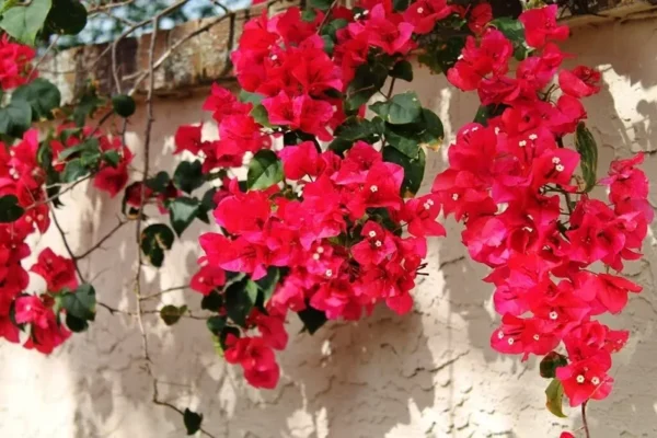 Bougainvillea San Diego Red Climbing Flowering Plant 6 Inches Red