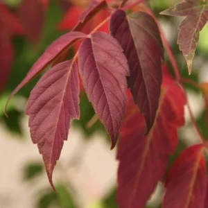 Boxelder Maple Tree Bare-root 12-18 Inch Tall - Acer Nugundo Landscaping Tree