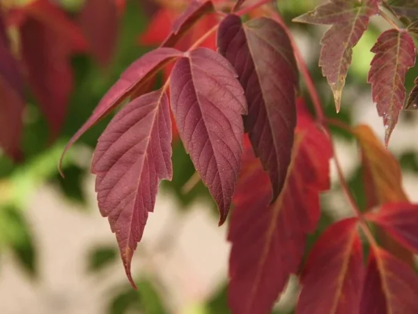 Boxelder Maple Tree Bare-root 12-18 Inch Tall - Acer Nugundo Landscaping Tree