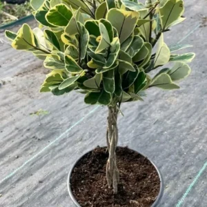 Braided Variegated Ficus Triangularis - 15-20