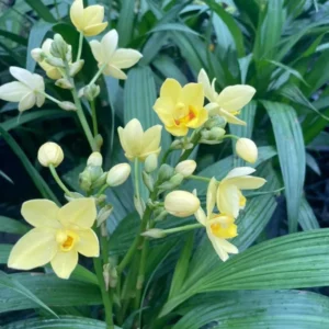 Bright YELLOW Ground Orchid - Spathoglottis plicata - 4