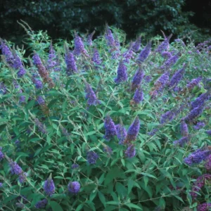 Butterfly Bush Bare-root Lavender 6 to 12 Inch Tall Purple Flowering Shrub 3-4ft