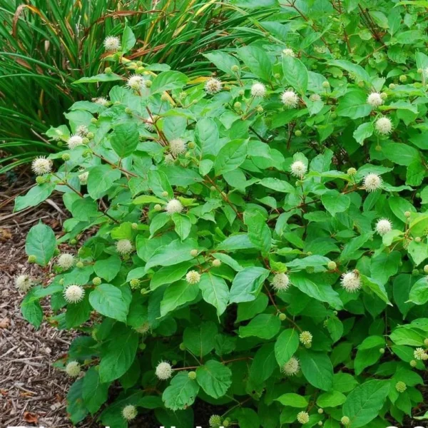 Buttonbush Shrub 3 Bare-root - 6-12 Inch Tall - Cephalanthus occidentalis - Native Wetland Plant