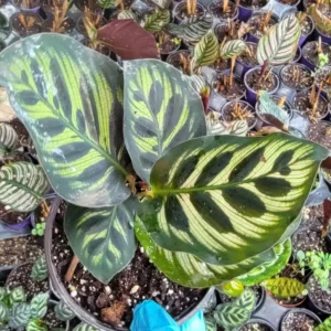 Calathea Peacock Plant - 4