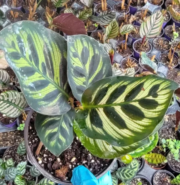 Calathea Peacock Plant - 4" Pot - Pet Safe - USA Seller