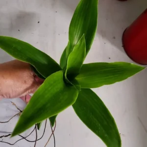 Callisia fragrans Live Plant Cutting 10