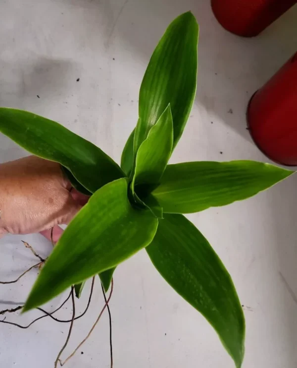 Callisia fragrans Live Plant Cutting 10" Tall Perennial Tropical Plant