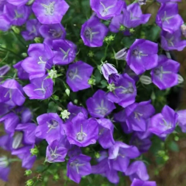 Campanula Carpatica Blue Clips - Perennial Starter Plant - 2.5 Inch Pot