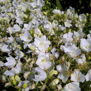 Campanula Carpatica White Clips - Starter Plant - Compact Perennial 6-8"