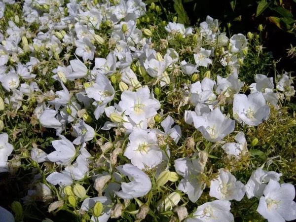 Campanula Carpatica White Clips - Starter Plant - Compact Perennial 6-8"