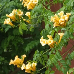 Campsis Radicans 'Flava' - Trumpet Creeper Starter Plant 6-8"