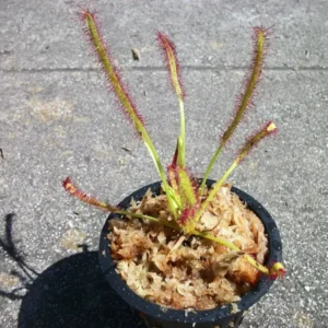 Carnivorous Cape Sundew (Drosera Capensis) – 3