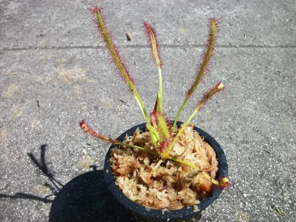 Carnivorous Cape Sundew (Drosera Capensis) – 3" Pot, Live Plant