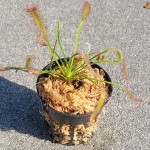 Carnivorous Cape Sundew - Drosera Capensis Betty's Bay - 3 Inch Pot - Live Plant