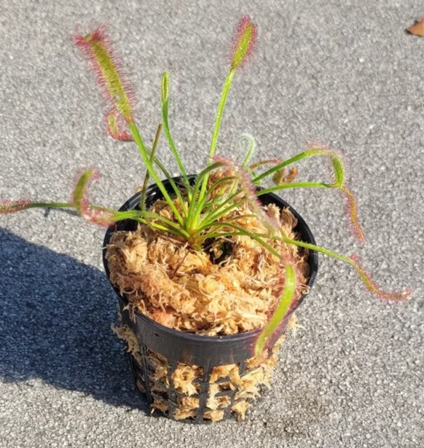 Carnivorous Cape Sundew - Drosera Capensis Betty's Bay - 3 Inch Pot - Live Plant