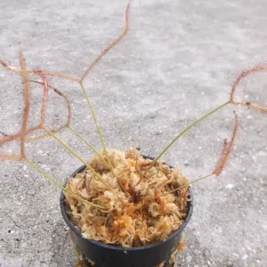 Carnivorous Forked Leaf Sundew (Drosera Binata) - 3 Inch Pot | Live Plant