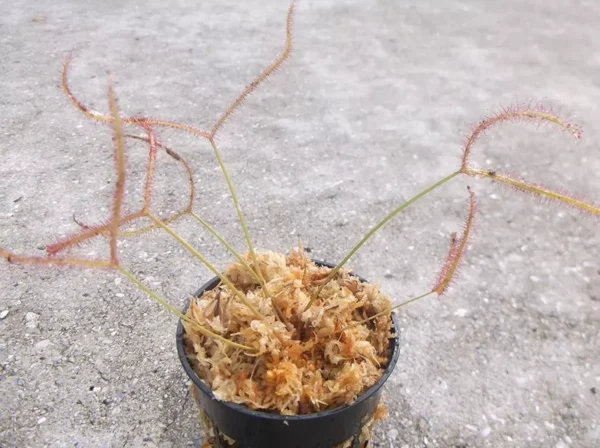 Carnivorous Forked Leaf Sundew (Drosera Binata) - 3 Inch Pot | Live Plant