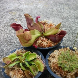 Carnivorous Plants Set - Venus Flytrap, Pitcher Plant, Sundew - Live Plants