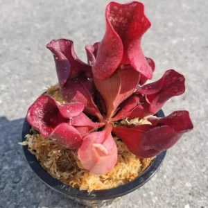 Carnivorous Sarracenia Purpurea Venosa | 3.75