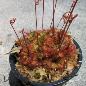 Carnivorous Spoon Leaf Sundew (Drosera Spathulata) – 3" Pot, Live Plant