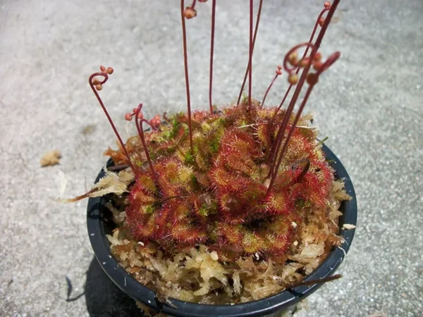 Carnivorous Spoon Leaf Sundew (Drosera Spathulata) – 3" Pot, Live Plant